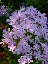 Bonnie's Pink Prairie Phlox, Savanna Phlox, Downy Phlox, Phlox pilosa 'Bonnie's Pink', copyright � almostedenplants.com